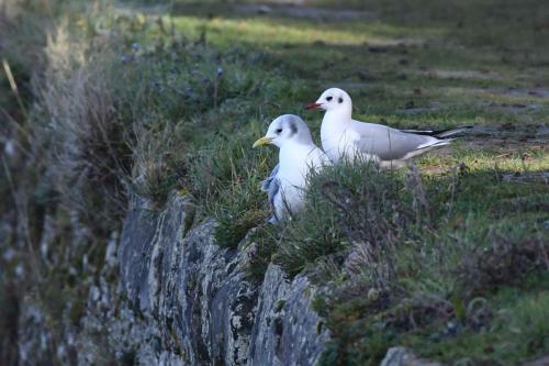Mouette tridactyle (adulte) et mouette rieuse (adulte)