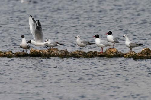Mouettes mélanocéphales et mouettes rieuses