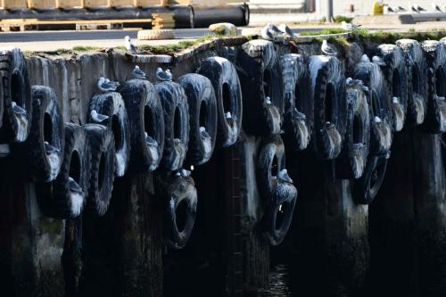 Mouettes tridactyles