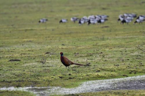Faisan de Colchide et Bernarches nonnettes