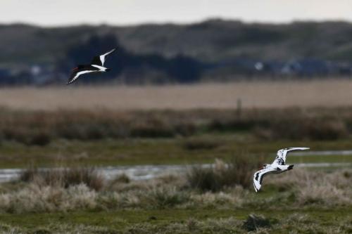 Huitriers pies, dont un avec plumage atypique.
