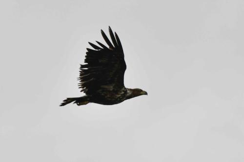 Pygargue à queue blanche