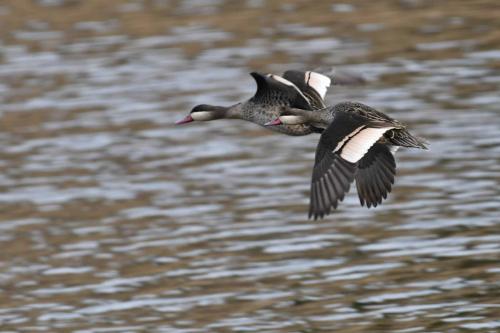 Canards à bec rouge