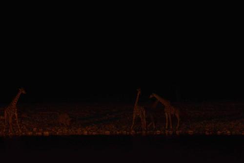 Rhinocéros blanc, girafes