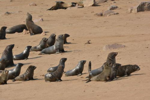 Otaries à fourrure d'Afrique du Sud