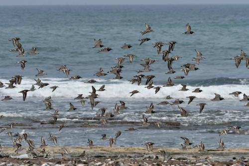 Tournepierres à collier, bécasseaux cocorlis, bécasseaux sanderlings