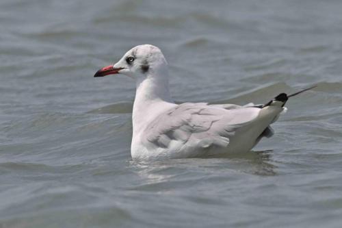 Mouette du Tibet