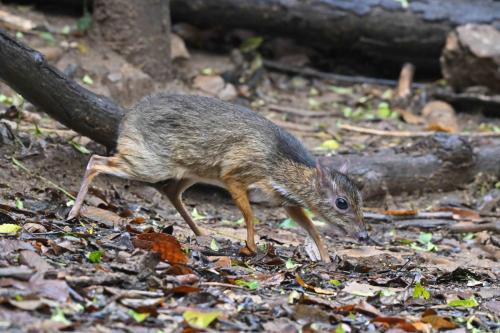 Chevrotain kanchil