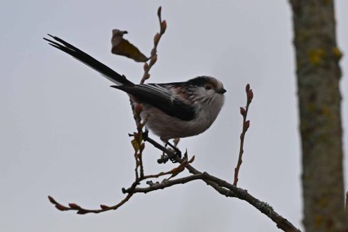 Mésange à longue queue