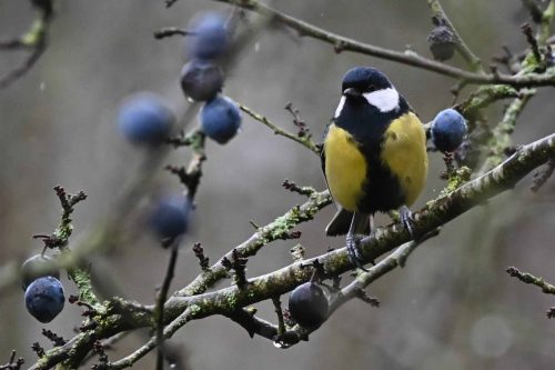 Mésange charbonnière