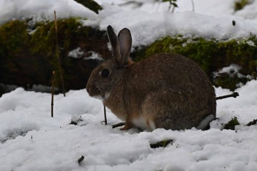 Lapin de garenne