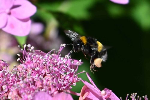Bourdon des jardins