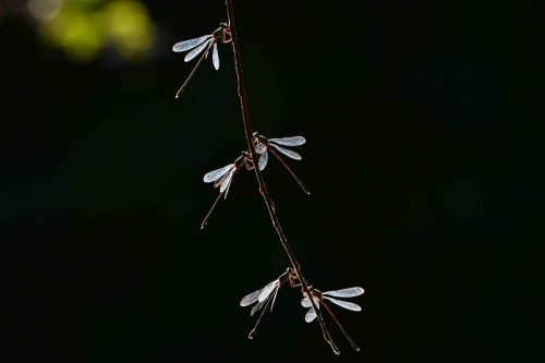 Lestes verts