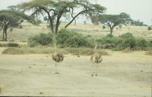 Kenya - Réserve d'Amboselli - Autruches