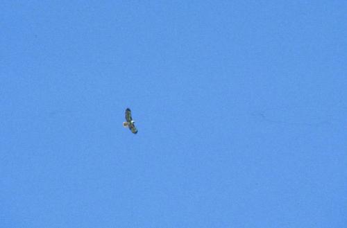 Buse à queue rousse