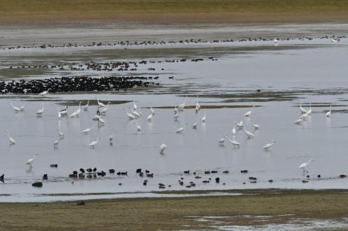Grandes aigrettes, Foulques macroules
