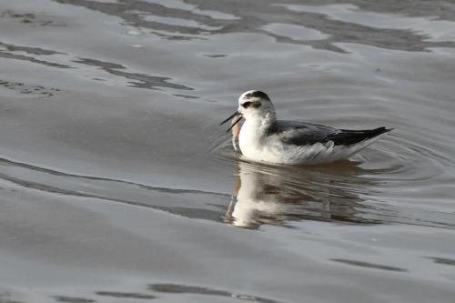 Phalarope à bec large