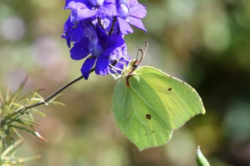 Citron (Gonepteryx rhamni)