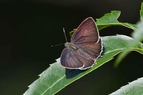 Thécla du chêne (Quercusia quercus)