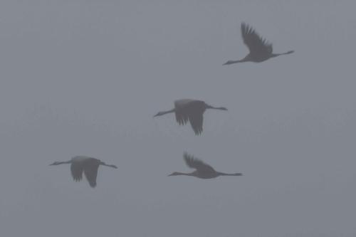 Départ des grues cendrées vers les champs, le matin