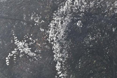 Clématite des haies