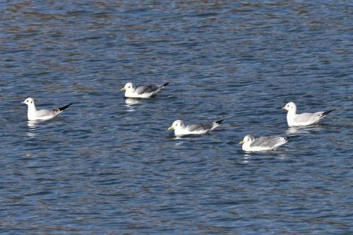 Mouettes tridactyles (adulte) et mouettes rieuses (adulte)