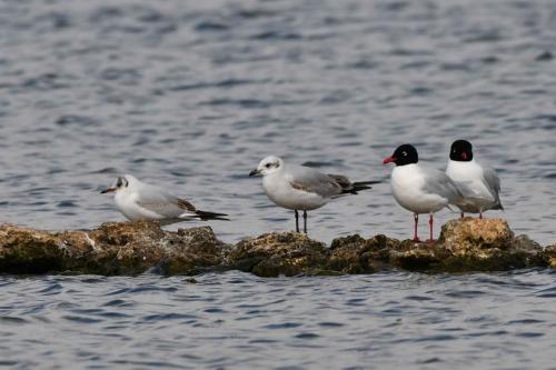 Mouettes mélanocéphales et une mouette rieuse (à gauche)