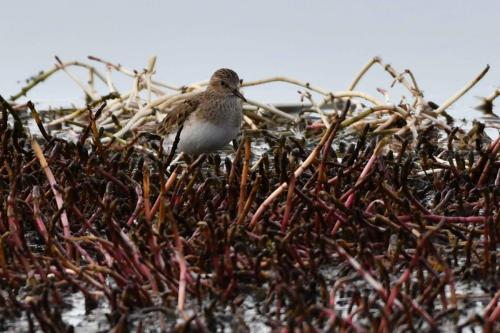 Bécasseau de Temminck