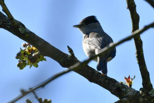 Fauvette à tête noire