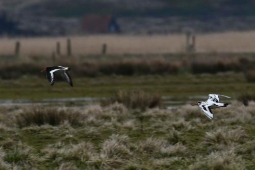 Huitriers pies, dont un avec plumage atypique.