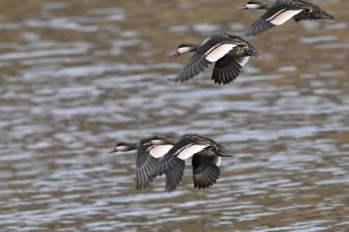 Canards à bec rouge