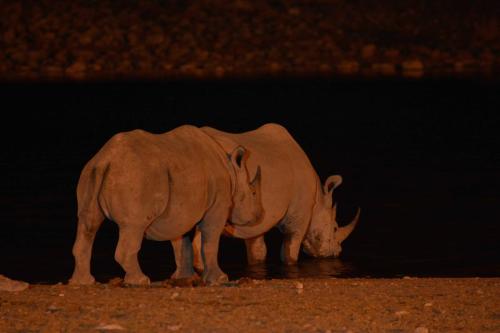 Rhinocéros blancs
