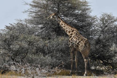 Girafe