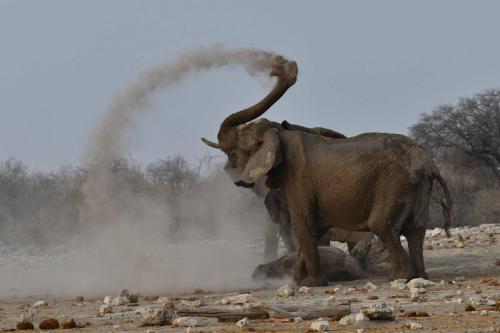 Eléphants de savane