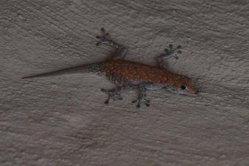 Gecko