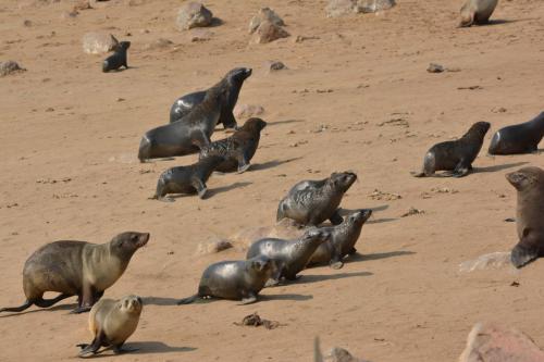 Otaries à fourrure d'Afrique du Sud