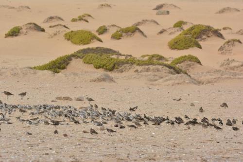 Tournepierres à collier, bécasseaux cocorlis, bécasseaux sanderlings