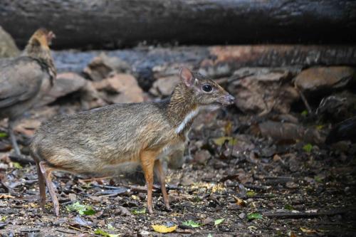 Chevrotain kanchil