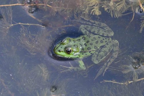 Grenouille verte