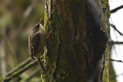 Grimpereau des jardins