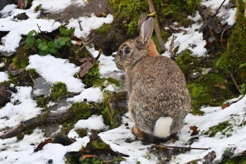 Lapin de garenne