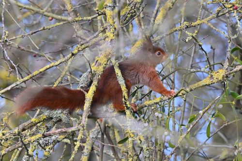 Ecureuil roux