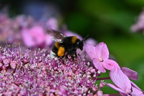 Bourdon des jardins
