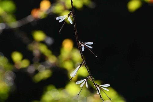 Lestes verts
