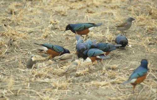 Kenya - Réserve d'Amboselli