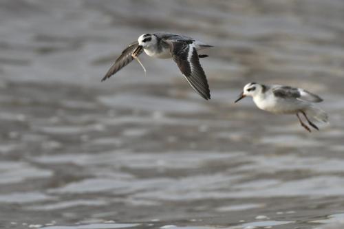 Phalaropes à bec large