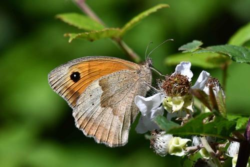 Myrtil (Maniola jurtina)