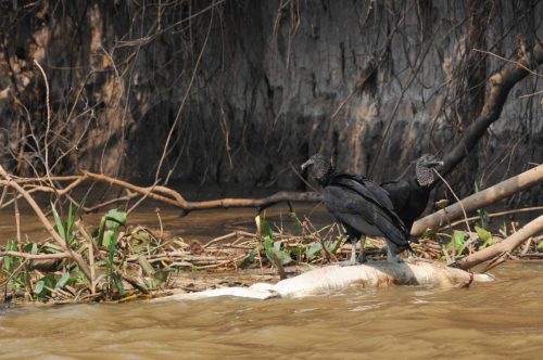 Urubus noirs sur un cadavre de caiman