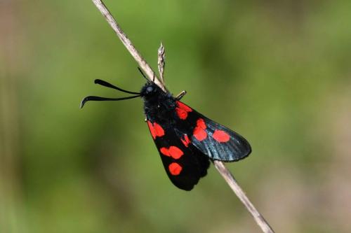 Zygène des prés (Zygaena trifolii)