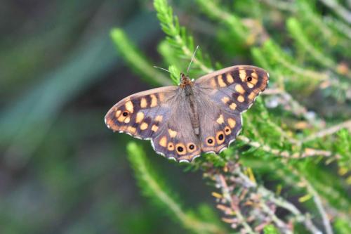 Tircis (Pararge aegeria)